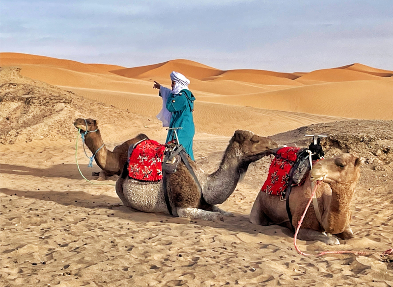 Camellos y guía en las dunas