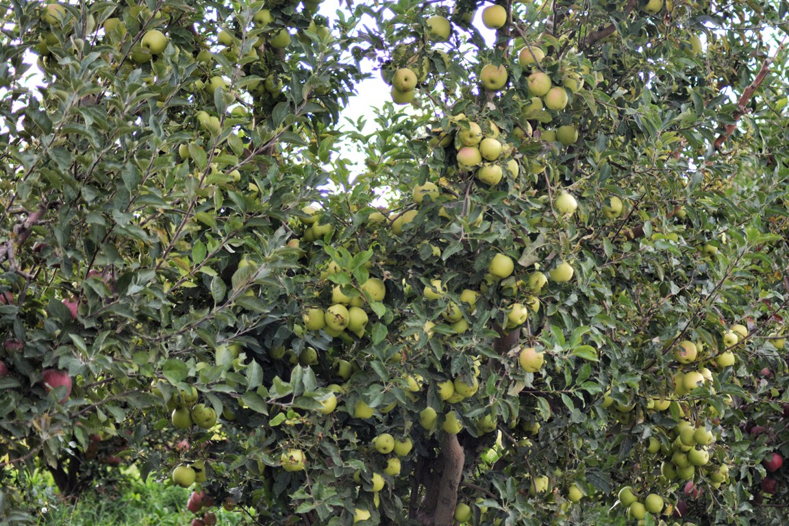 Manzanos llenos de manzanas en el Ayachi