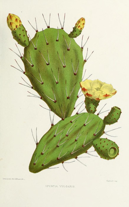 Ilustración de las pencas y flores de la chumbera