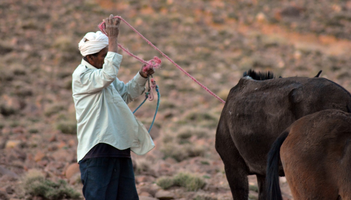 Mulero preparando las mulas en el Saghro.