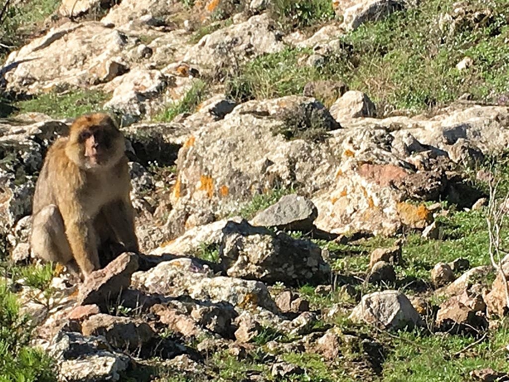 Macaco en el macizo del Gurugú