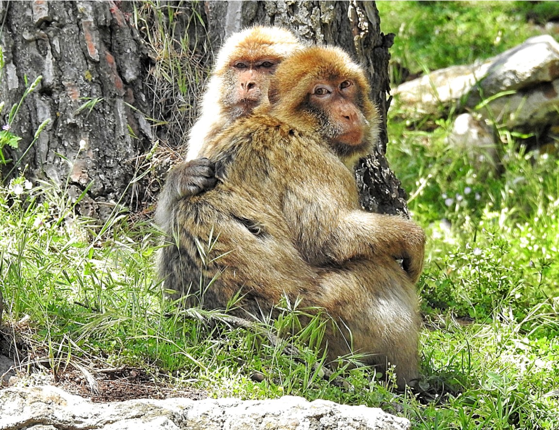 Pareja abrazada de macacos de Berbería en el macizo del Gurugú